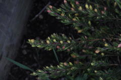 Gnidia juniperifolia