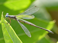 Lestes congener