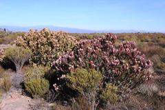 Leucadendron procerum