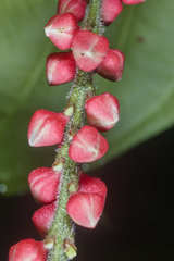 Coccoloba acuminata
