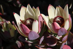 Leucadendron procerum