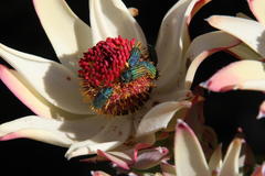 Leucadendron procerum
