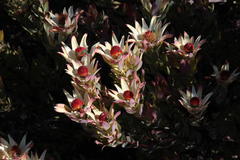 Leucadendron procerum