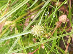 Cyperus brevifolioides
