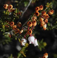 Erica verecunda