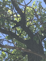 Aves