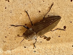 Merimna atrata