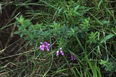 Indigofera filiformis