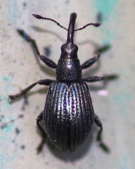 Ischnopterapion virens