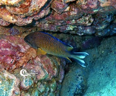 Chromis limbata