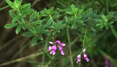 Indigofera filiformis