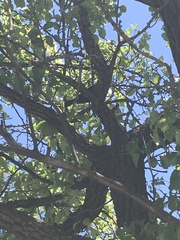 Aves