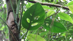 Monstera siltepecana