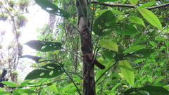 Monstera siltepecana