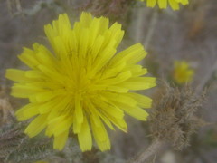 Helminthotheca echioides