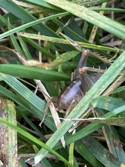 Ceuthophilus californianus