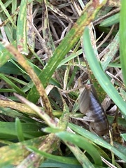 Ceuthophilus californianus