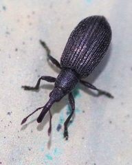 Stenopterapion tenue