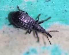 Stenopterapion tenue