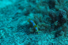Chromodoris elisabethina