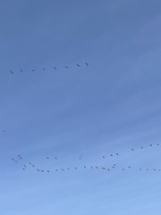 Pelecanus occidentalis