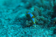 Chromodoris elisabethina
