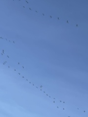 Pelecanus occidentalis