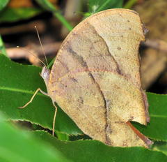 Melanitis leda leda