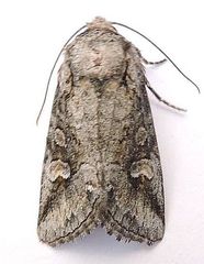 Lacinipolia rodora
