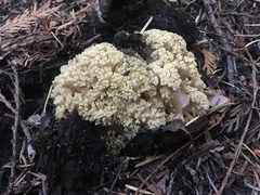 Ramaria rubiginosa