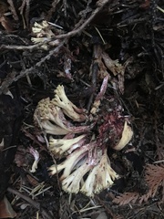 Ramaria rubiginosa