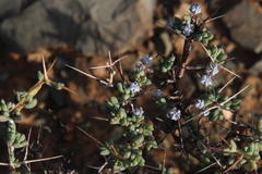 Ruschia spinosa