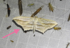 Arcobara multilineata