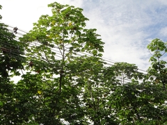 Cecropia membranacea