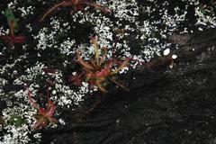 Drosera alba