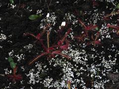 Drosera alba
