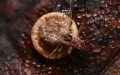 Dyscritulus