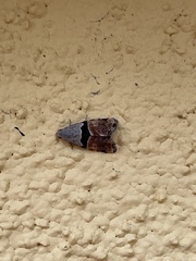 Cobubatha lixiva
