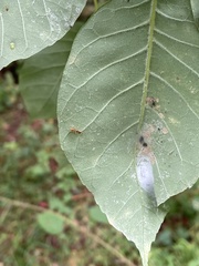 Synemosyna formica