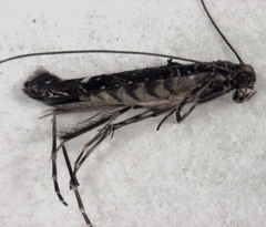 Conopomorpha cyanospila