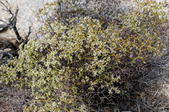 Eriogonum heermannii