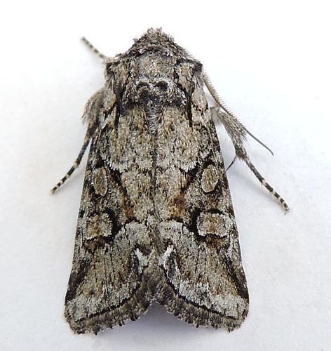 Lacinipolia rodora