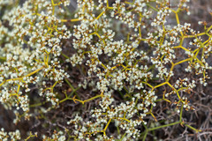 Eriogonum heermannii