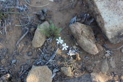 Jamesbrittenia filicaulis