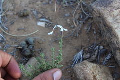 Jamesbrittenia filicaulis