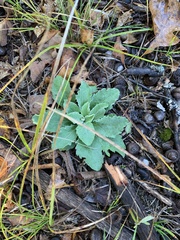 Primula mistassinica