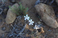 Jamesbrittenia filicaulis