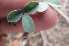 Trifolium gymnocarpon