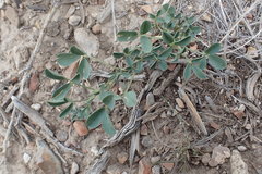 Trifolium gymnocarpon