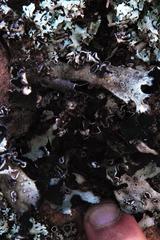 Xanthoparmelia hottentotta